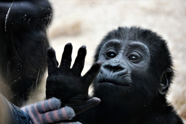ZOO – (ne)logická zahrada